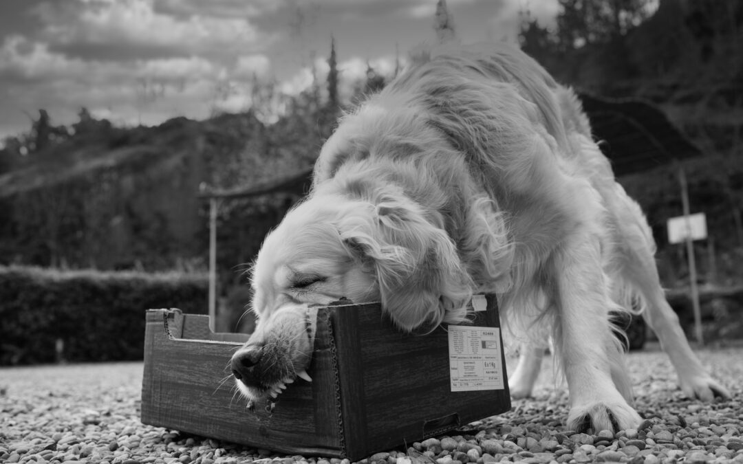 Denver Animal Attack Attorney: When Public Transit Is Not Safe